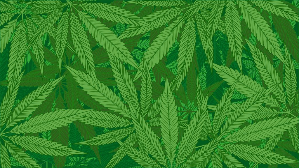 Marijuana Ballot Initiatives