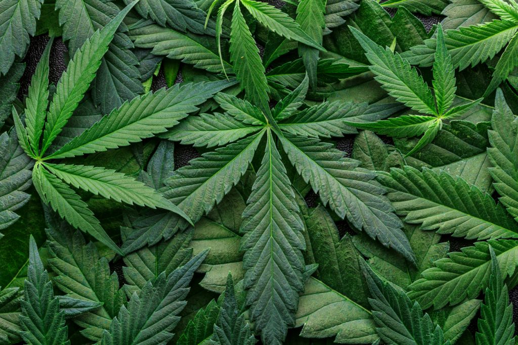 Marijuana Ballot Initiatives