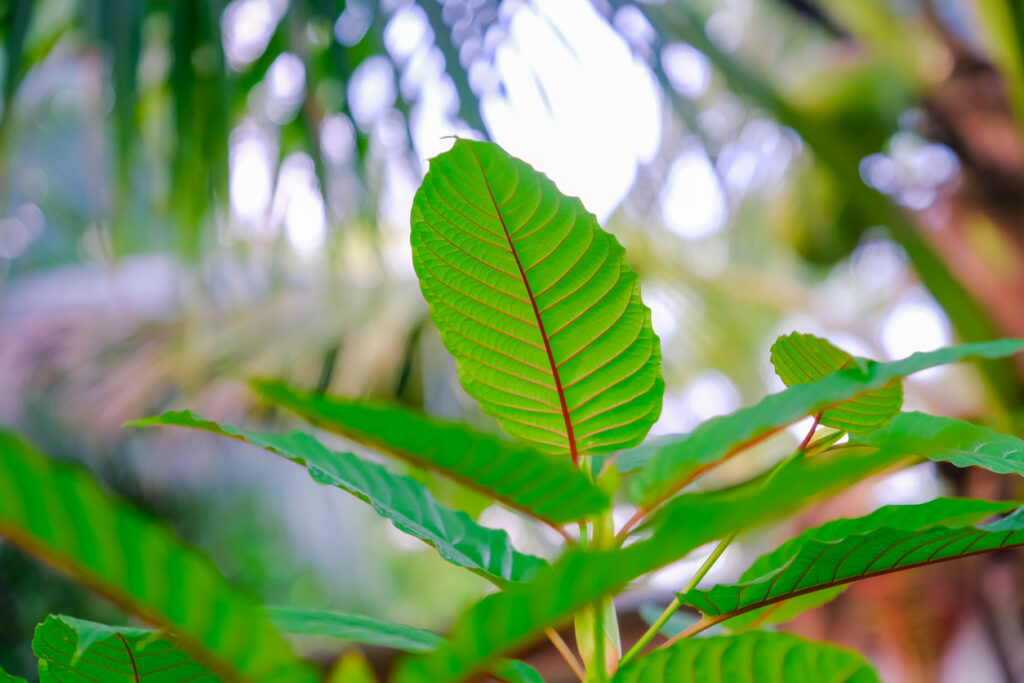 kratom regulation