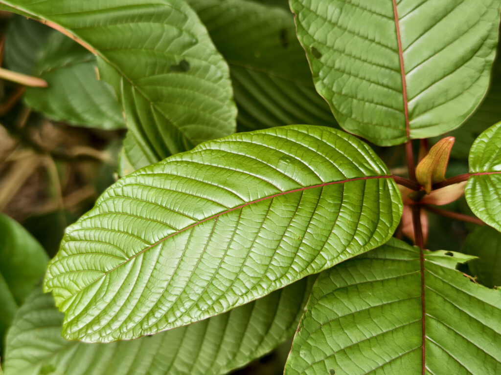 Kratom regulation